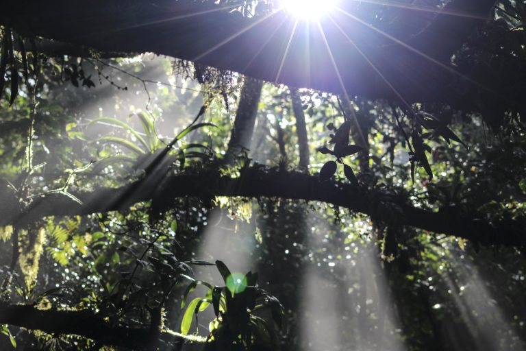 Light filtering through the trees, Monteverde Cloud Forest, Costa Rica