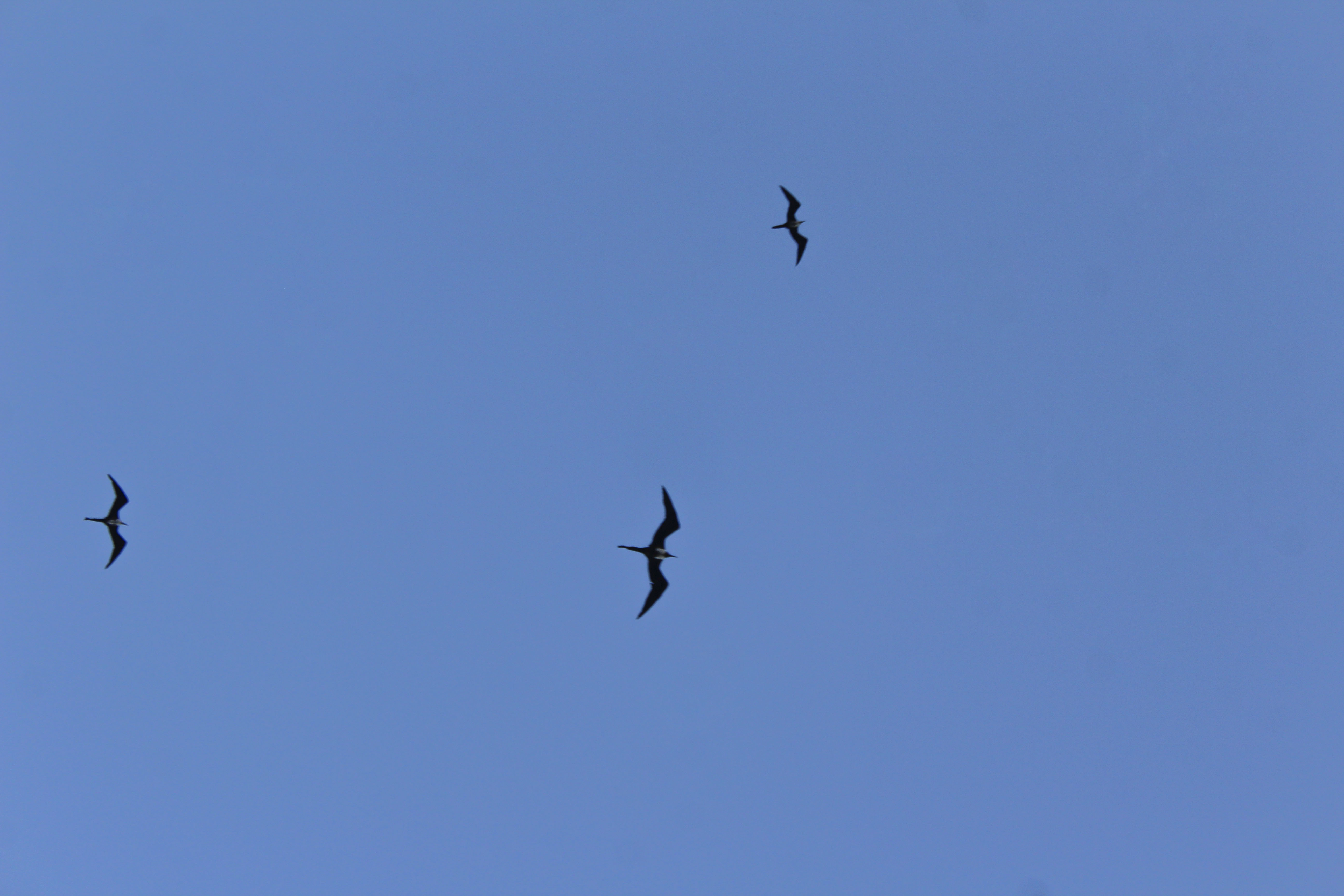Magnificent frigatebirds over Rio de Janeiro, Brazil