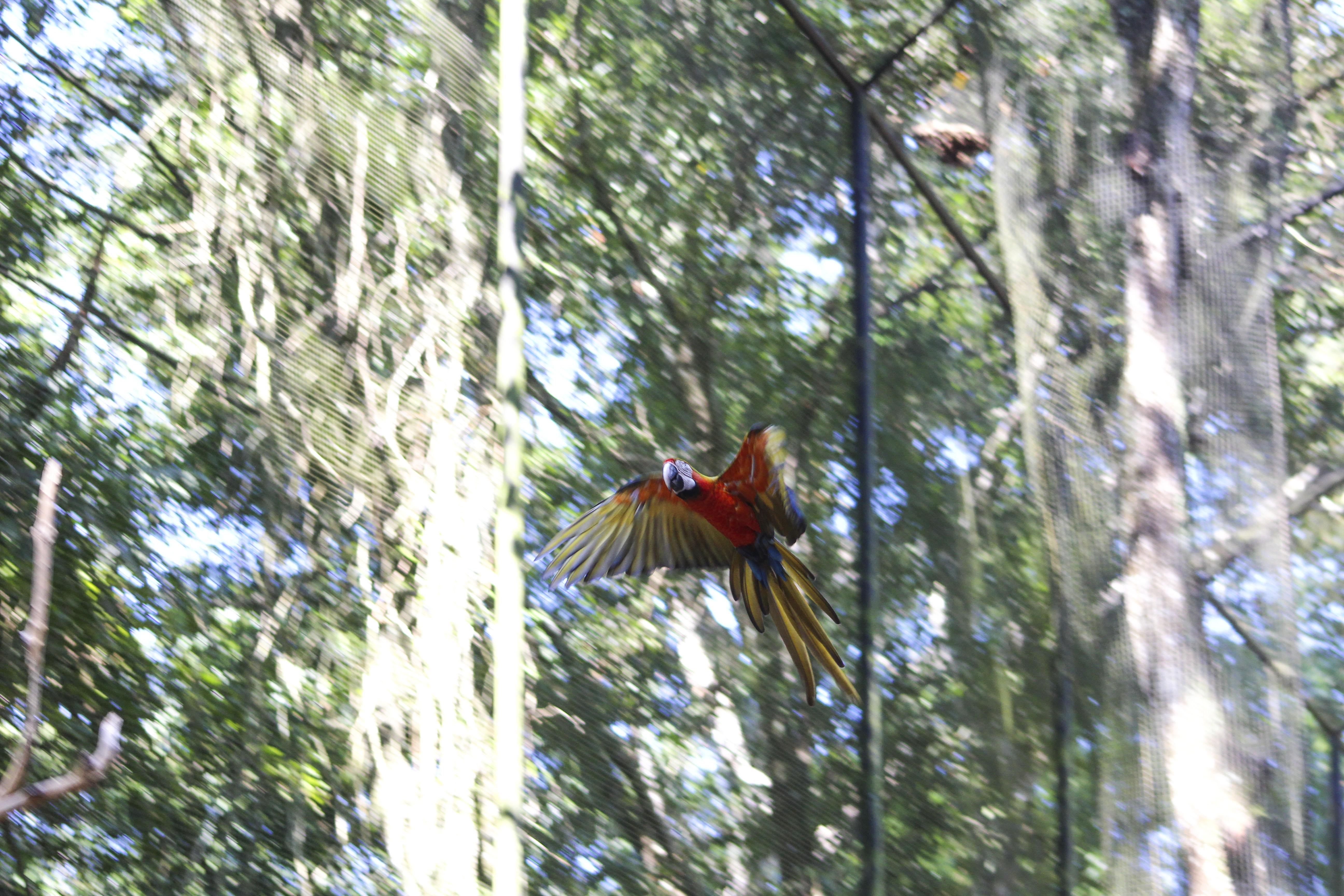 Macaw flying at Parque das Aves, Foz do Iguaçu, Brazil
