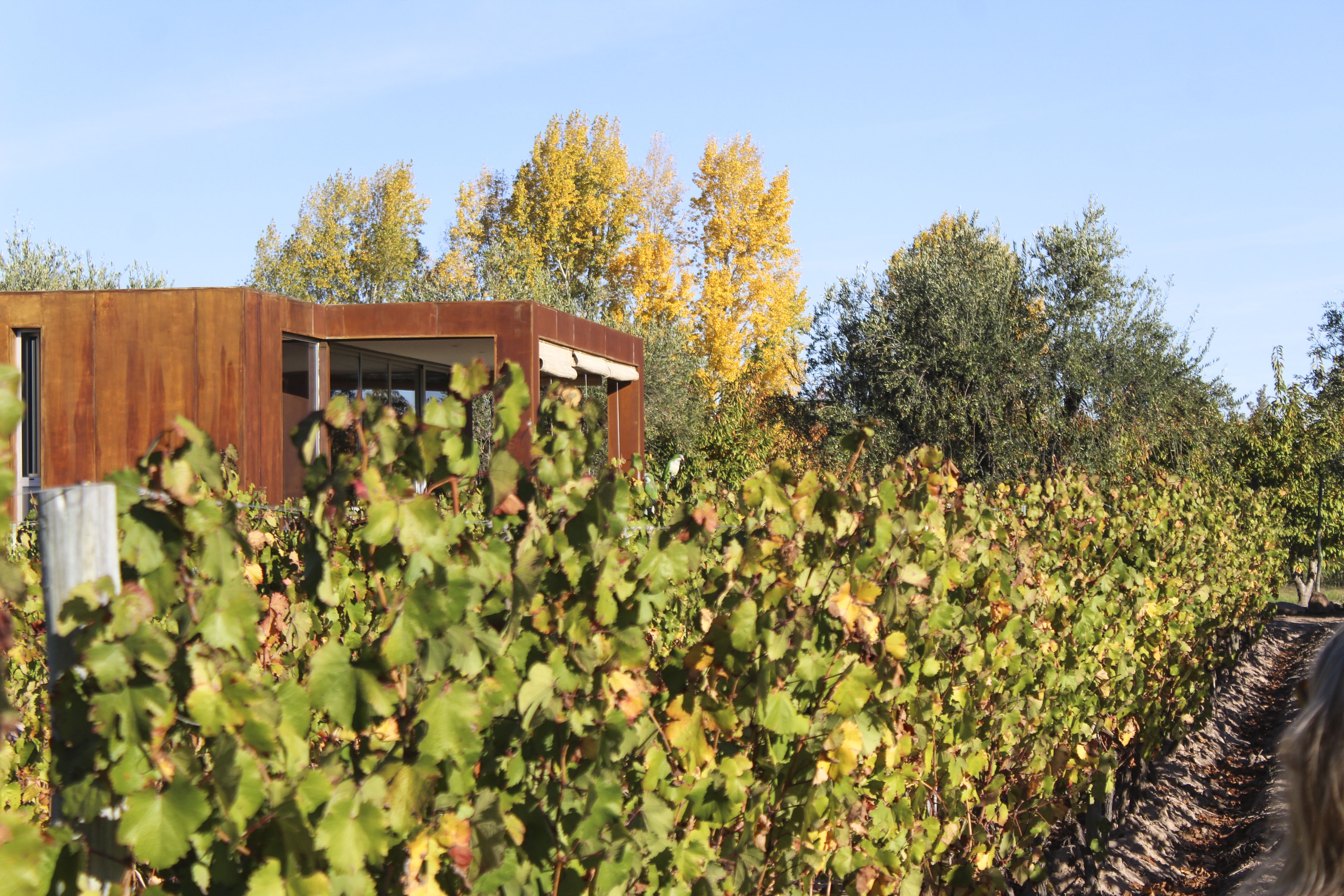 Vines at Entre Cielos, Mendoza, Argentina