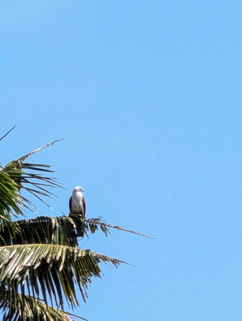 A white tailed eagle, Kerala, India