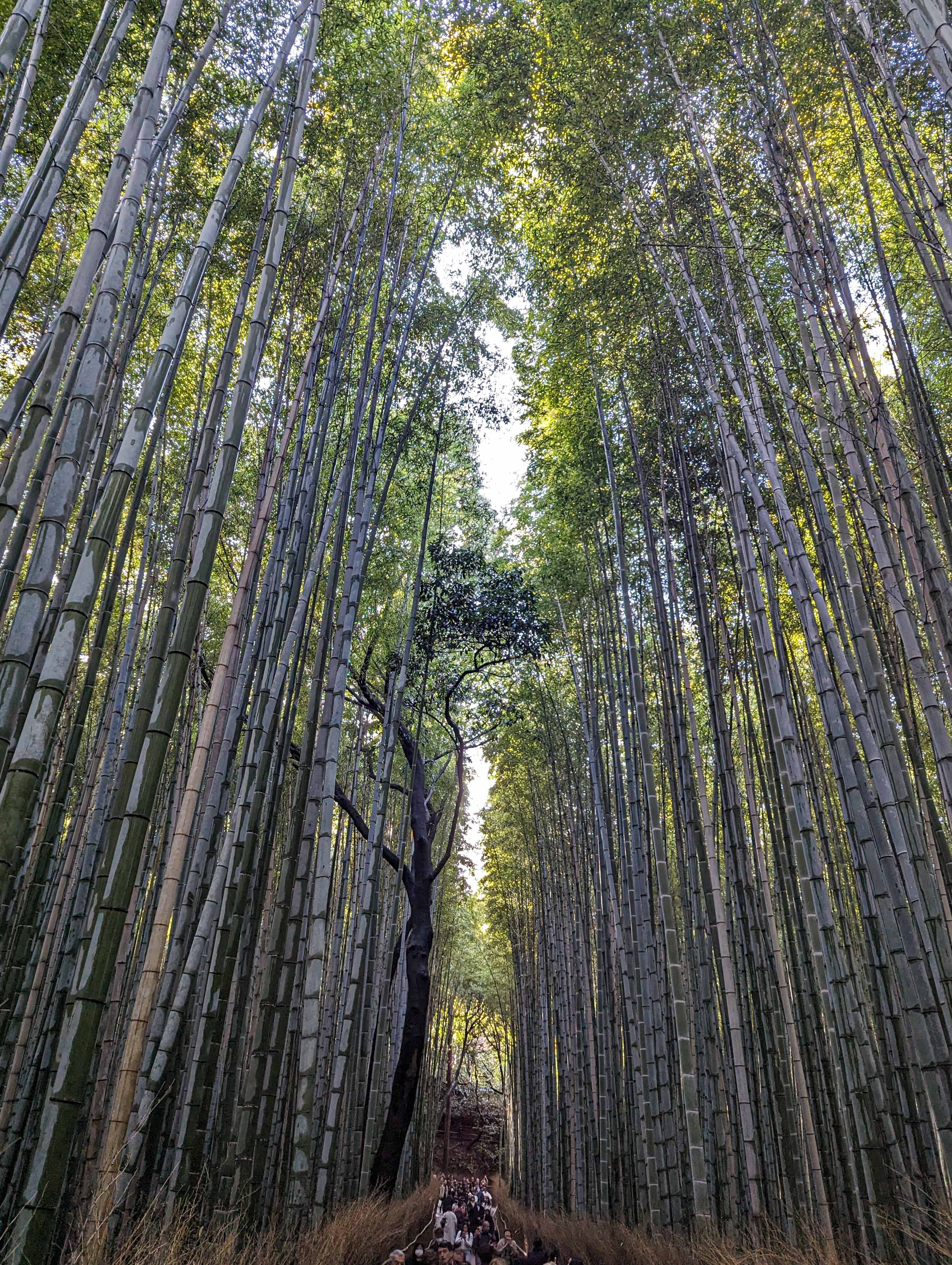 Arashiyama Bamboo Forest, Kyoto, Japan