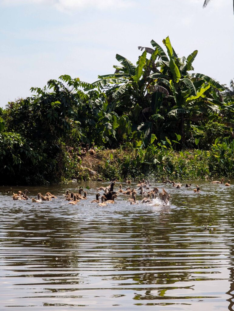 Ducks on the backwaters, Kerala, India
